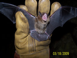 How to Get Rid of Bats From Your Attic Roof and Sturcture