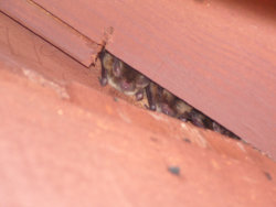 Bat in House and Home Expert Eviction Service